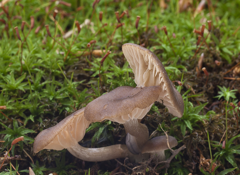 Entoloma subradiatum